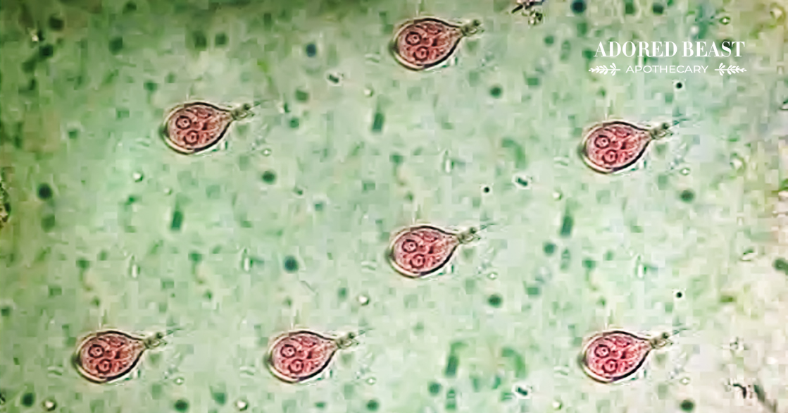 Giardia in Cats: What It Is and How to Deal With It