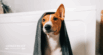 How Often Should You Bathe a Dog?