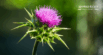 The Benefits of Milk Thistle for Dogs and Cats