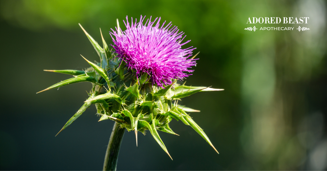 The Benefits of Milk Thistle for Dogs and Cats