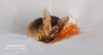 Pica in Cats: What, Why, and How to Help Naturally