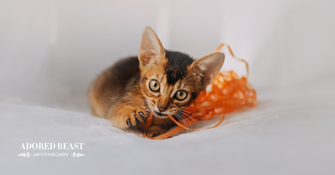 Pica in Cats: What, Why, and How to Help Naturally