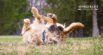 Why Do Dogs Roll in Stinky Stuff?