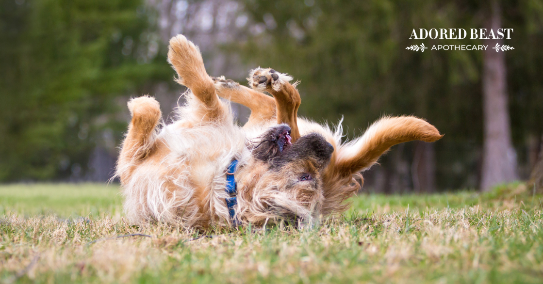 Why Do Dogs Roll in Stinky Stuff?