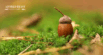 Are Acorns Bad for Dogs: What Pet Parents Need to Know