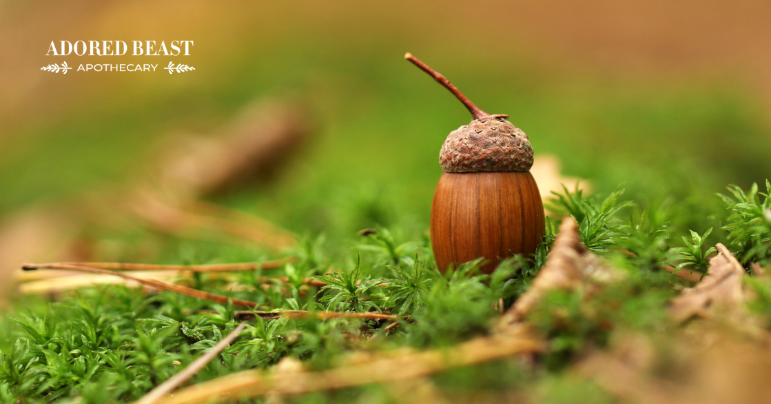 Are Acorns Bad for Dogs: What Pet Parents Need to Know