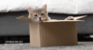 The 10 Most Common Cat Health Problems