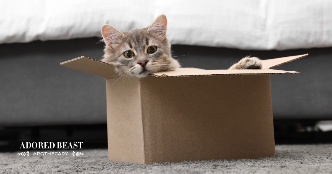 The 10 Most Common Cat Health Problems