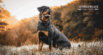 The 10 Most Common Health Problems in Dogs