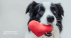 Dogs and Human Heart Health: How Our Pets Protect Our Hearts