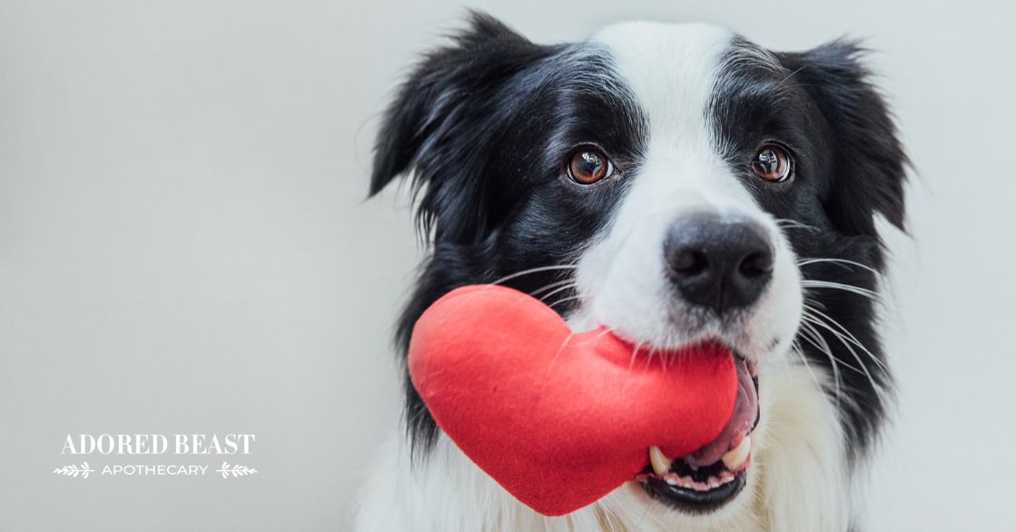 Dogs and Human Heart Health: How Our Pets Protect Our Hearts
