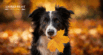 How to Get Ready for Fall Allergies in Dogs