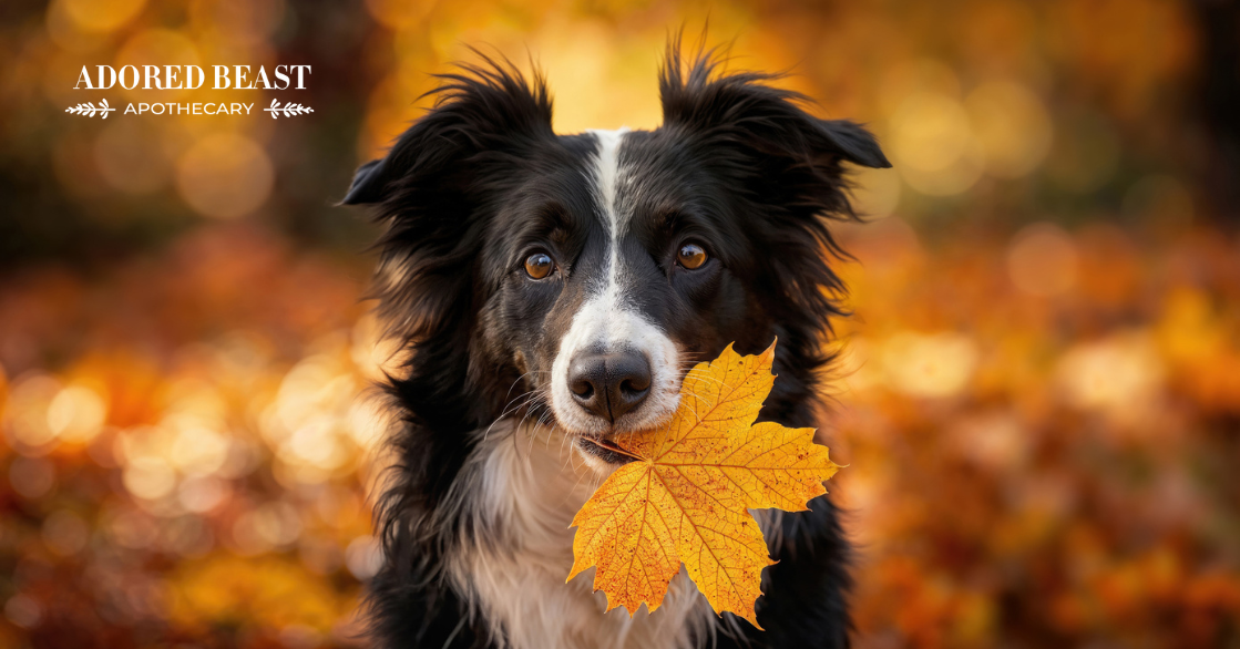 How to Get Ready for Fall Allergies in Dogs