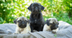 What is Brachycephalic Syndrome (BOAS in Dogs)?