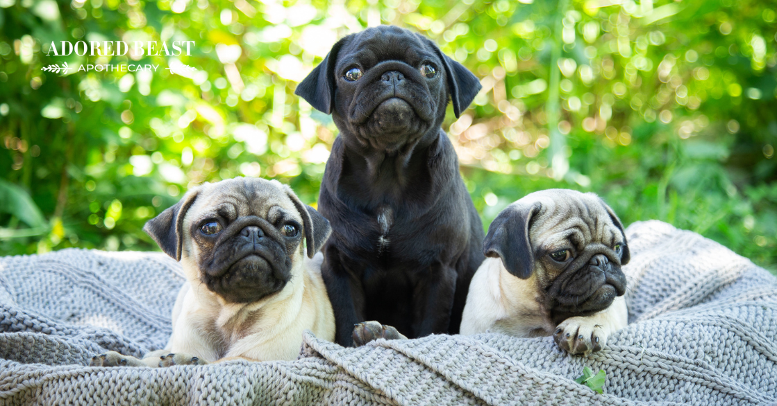 What is Brachycephalic Syndrome (BOAS in Dogs)?