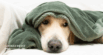 EPI in Dogs: Understanding and Supporting the Pancreas Naturally