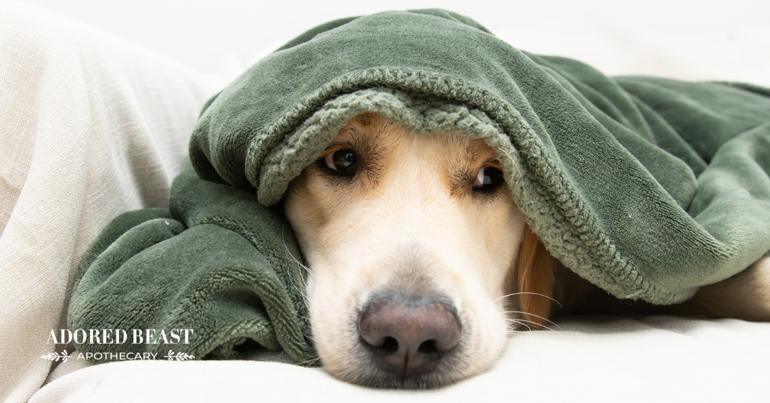 EPI in Dogs: Understanding and Supporting the Pancreas Naturally