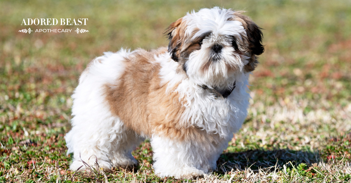 What is Meningoencephalomyelitis of Unknown Origin (MUO in Dogs)?