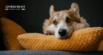 The Best Adaptogens for Dogs and Cats: Natural Support for Stress, Immunity, & Overall Health
