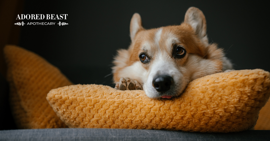 The Best Adaptogens for Dogs and Cats: Natural Support for Stress, Immunity, & Overall Health