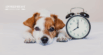 Does Daylight Savings Affect Dogs and Cats?