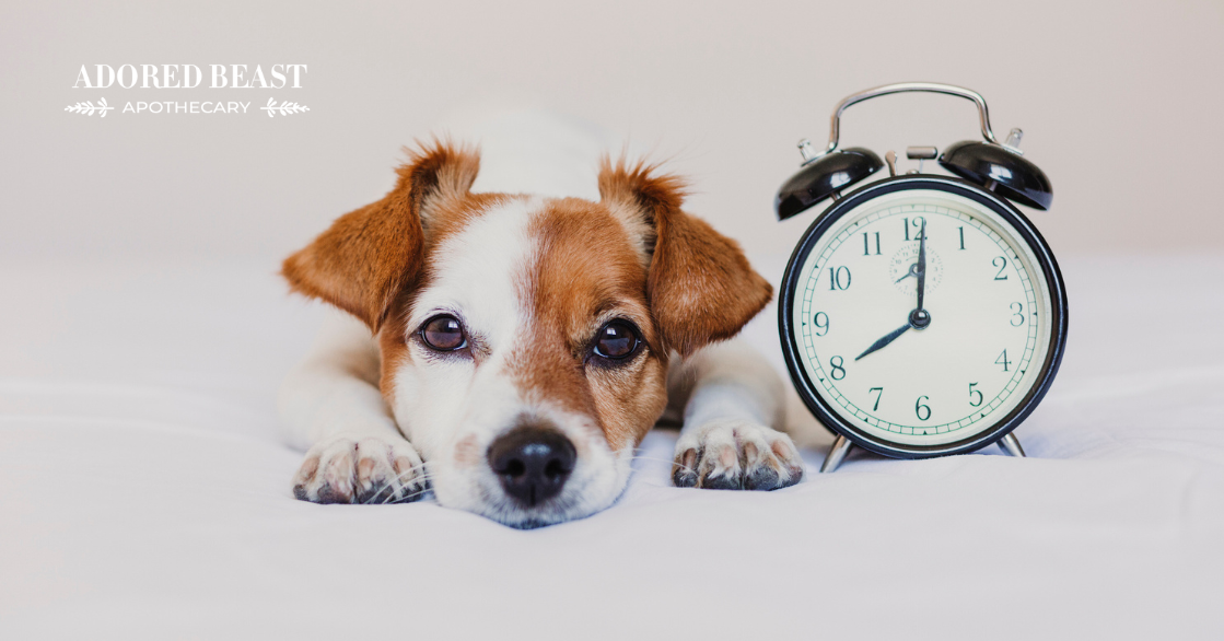 Does Daylight Savings Affect Dogs and Cats?