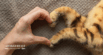 Heart Murmurs in Cats: What You Need to Know