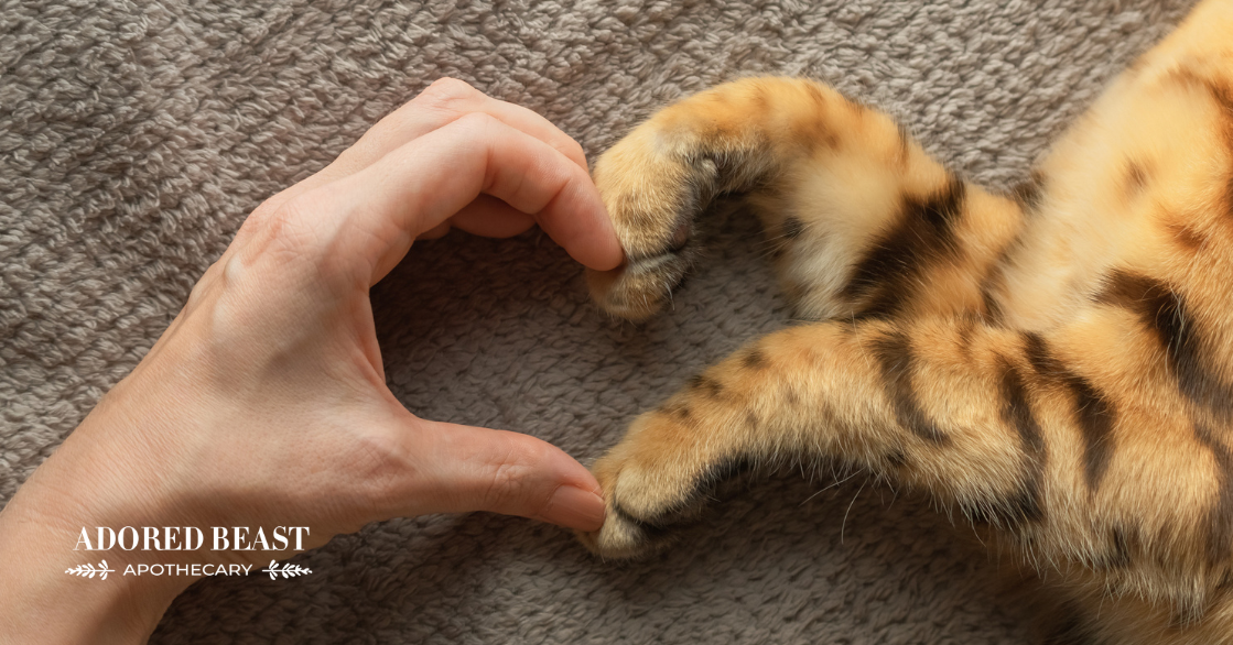 Heart Murmurs in Cats: What You Need to Know