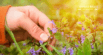Natural Supplements for Dogs and Cats: Why Sourcing is Important