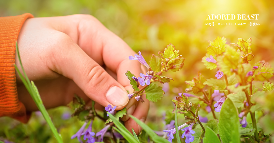 Natural Supplements for Dogs and Cats: Why Sourcing is Important