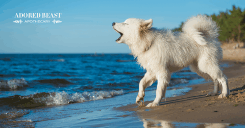 Why Do Dogs Bark?