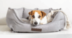 Why Do Dogs Scratch Their Beds (And Should You Worry)?