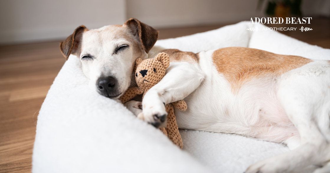 Collapsing Trachea in Dogs: Prevention and Support