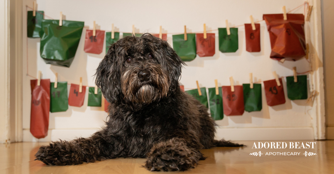 How to Make a Healthy Dog Advent Calendar
