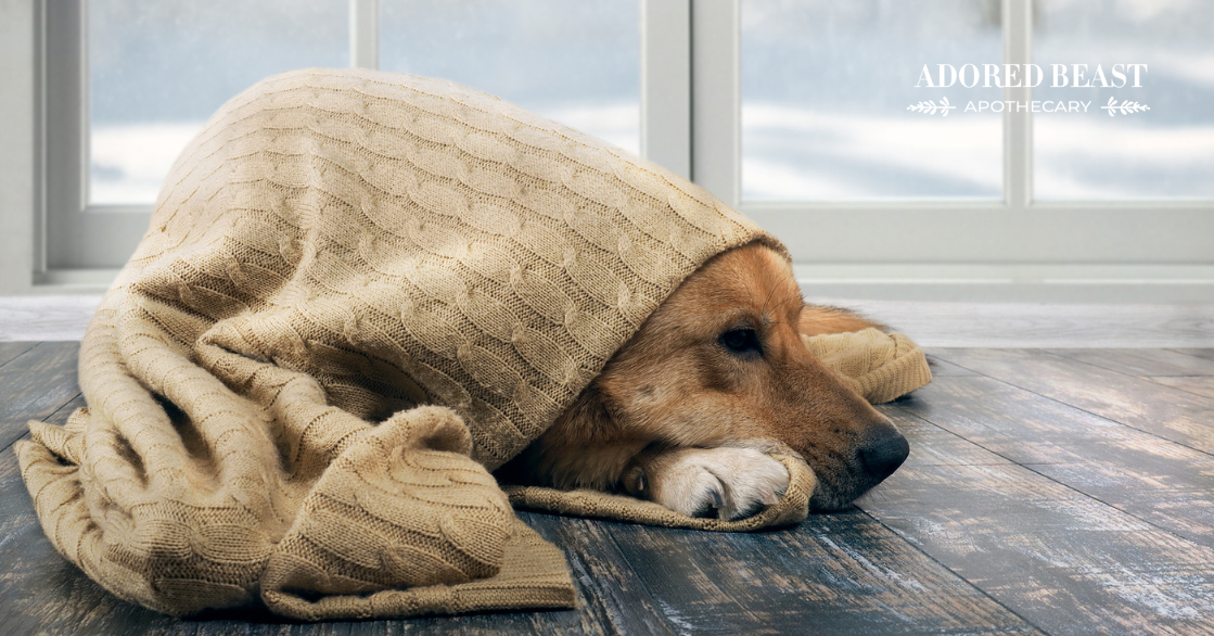 The Winter Blues: Seasonal Affective Disorder in Dogs