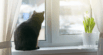 Separation Anxiety in Cats: Supporting Your Cat Naturally
