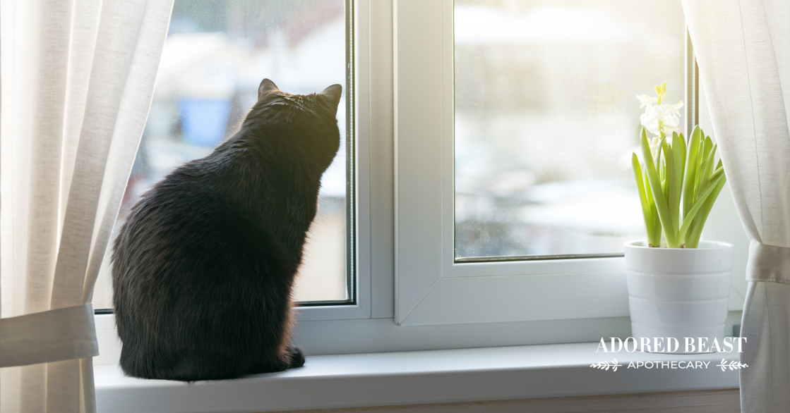 Separation Anxiety in Cats: Supporting Your Cat Naturally