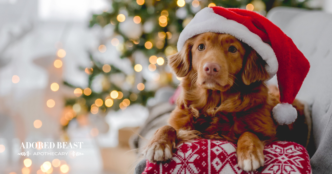 Christmas Dinner for Dogs
