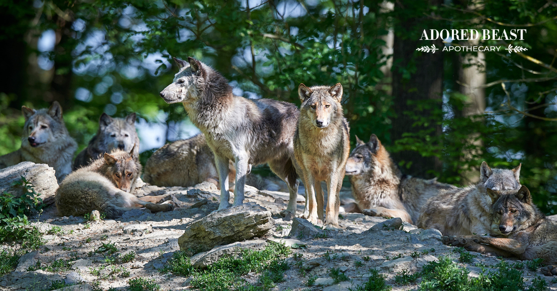 Are Dogs Part Wolf? New DNA Research Sheds Light