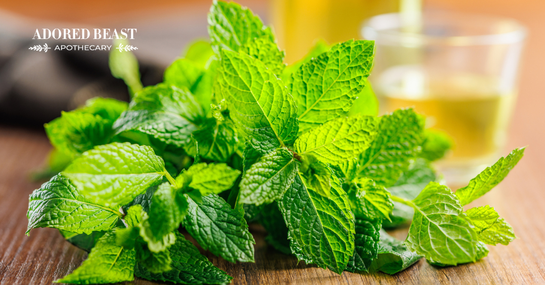 Can Dogs Have Peppermint? (+ A Fun Minty Treat)