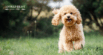 Cushing’s Disease in Dogs: Natural Ways to Help