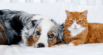 Does Air Quality Affect Dogs and Cats? Clean Air Tips