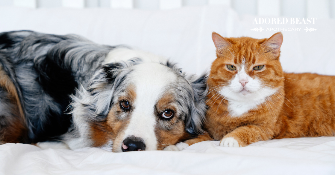 Does Air Quality Affect Dogs and Cats? Clean Air Tips