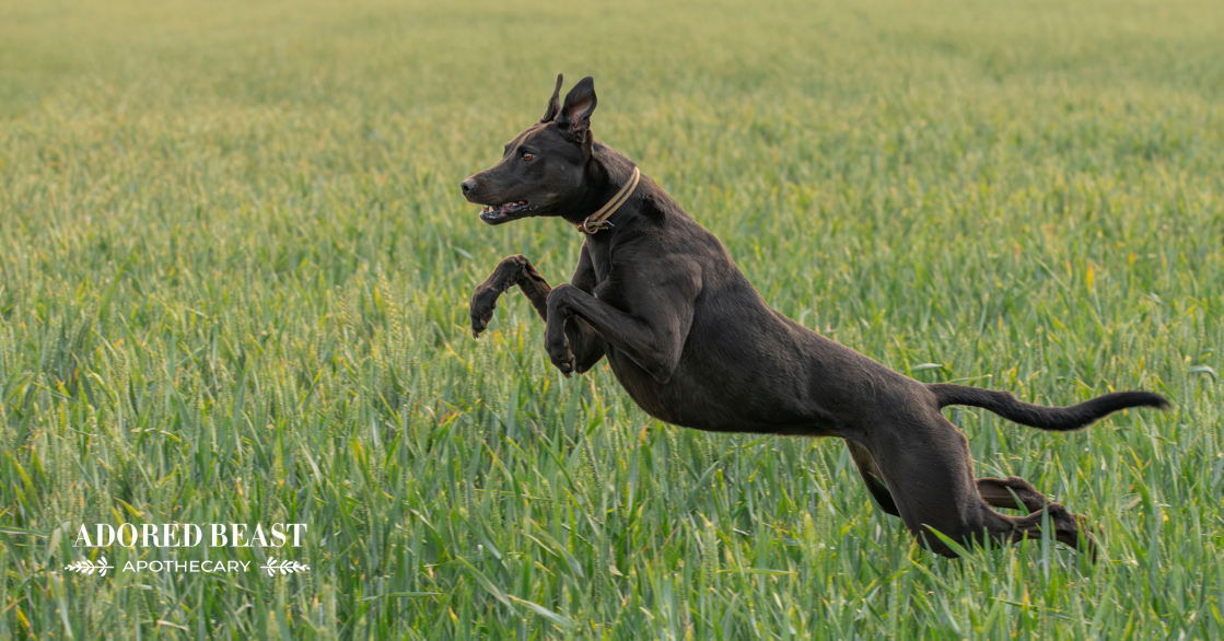 Hip Dysplasia in Dogs: Signs, Causes, and Support Options