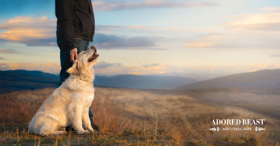 How to Help a Dog Live Longer