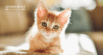 The Most Popular Cat Names 2025