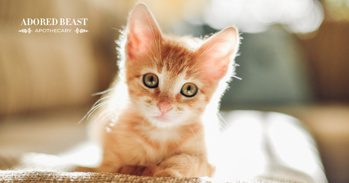 The Most Popular Cat Names 2025