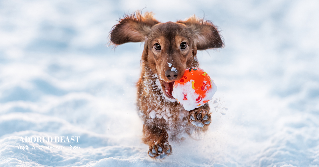 most popular dog names 2025