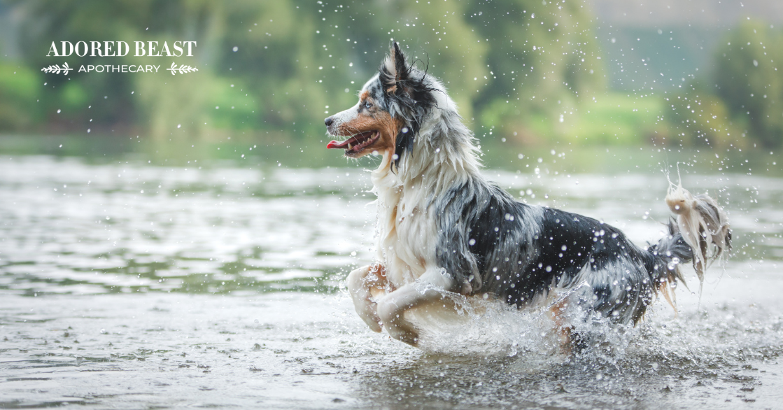 The Half-Life of the Modern Pet and The Remarkable Truth About Animal Longevity