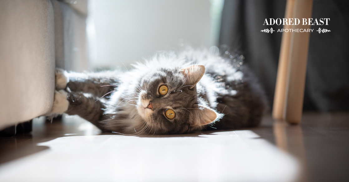Natural Antihistamines for Cats: What You Need to Know